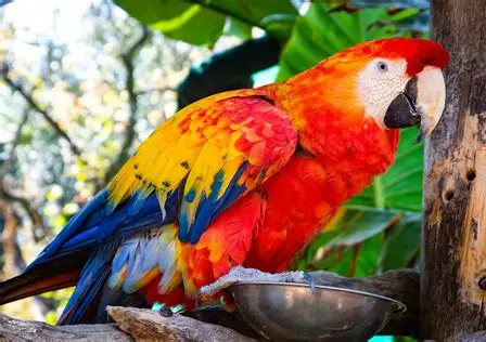 Parrot D